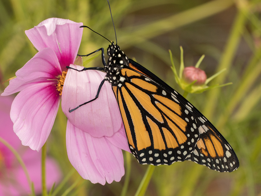Stages Of The Monarch Butterfly Photography By Kozmic Dreams